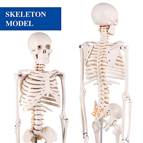 Модел ASINTOD Human Skeletonn, 34 1/2 Анатомическая Модел на Човешкия Скелет в реален размер с Поясняющими рисунки, Медицински човешки Скелет с подвижна поставка за преподаване и изучаване на анатомия