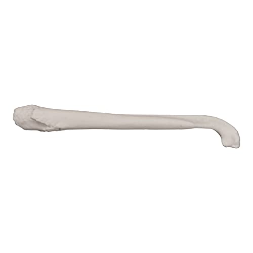 Бакулюм американски язовец (10 см), (Естествена кост)