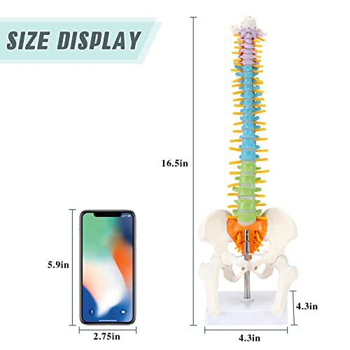Модел на гръбначния стълб RONTEN, 16,5-Инчов Цветен Анатомическая модел на човешкото гръбначния стълб с Спинномозговыми нерви, Межпозвоночными дискове, модел на Таза, Отличен за изучаване, преподаване, демонстрации